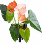 Anthurium wonder boy 🍓 Антуриум спирит (49 фото)